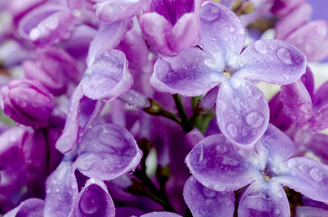 Wall Mural - Beautiful purple lilac flowers. Macro photo of lilac spring flowers.