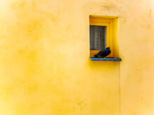 Small Black Pigeon Sitting On Windowsill Of Small Window