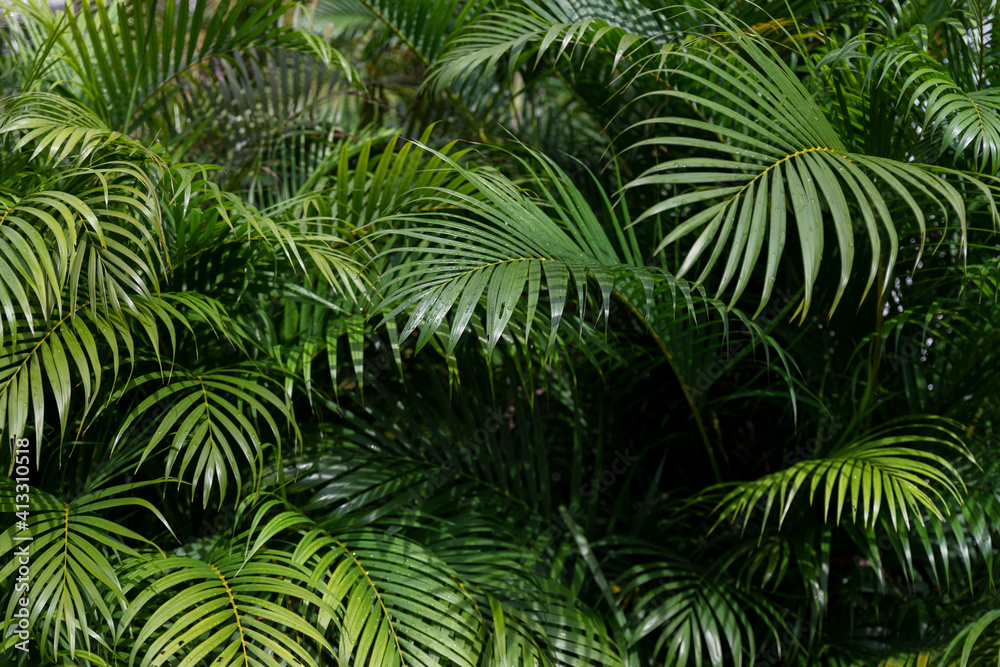 Full Frame Shot Of Palm Trees - obrazy, fototapety, plakaty 