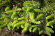 © Amelia - The new growth tips on a spruce tree