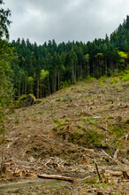 Felling Of Trees, Many Stumps From Felled Pines. Washington State