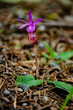 Blooming wild orchid in wet forest in Washington state, US