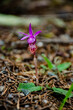 Blooming wild orchid in wet forest in Washington state, US