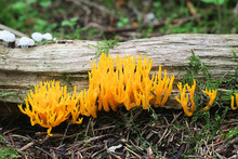 Calocera Viscosa, Commonly Known As The Yellow Stagshorn Fungus, Wild Mushroom From Finland