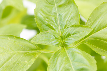 Basil Leaves closeup image with blurred background