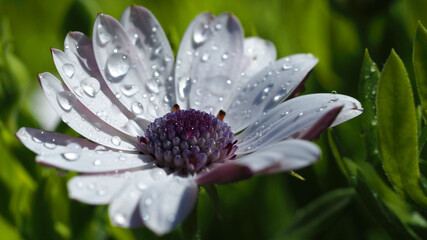 Macro closeup photo of beautiful white gerbera daisy flower with raindrops after the rain