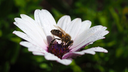 Close up macro photo of bee on a beautiful white gerbera daisy flower