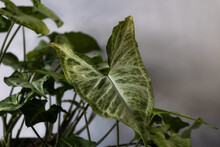 White Butterfly Syngonium Arrowhead Plant