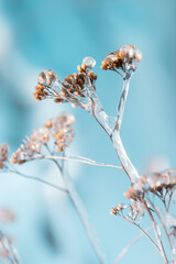 Wall Mural - frozen flower