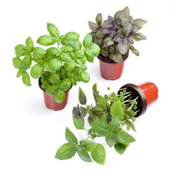 Fresh sweet Genovese basil herbs growing in pot isolated on white background cutout.