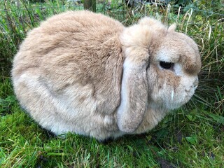 Cute pet fluffy sandy fawn  tiny lop eared rabbit sitting on grass looking very fluffy and cuddly