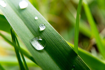 Macro close-up photo of sparkling dew drops on grass leaf resembling pearls with blurred bokeh background.