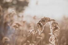 Pampas Grass Outdoor In Light Pastel Colors. Dry Reeds Boho Style. Abstract Natural Background