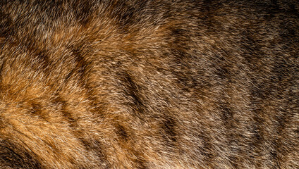 spotted cat hair, black brown and yellow orange fur texture closeup macro