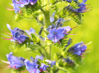 In the field among the herbs bloom Echium vulgare