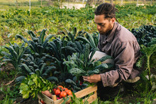 Side View Of Man Picking Vegetables At Farm