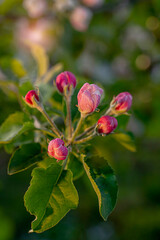 Wall Mural - Clustered blooms of apple-tree branches in the springtime