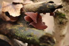 Wild Brown Jew's Ears Mushrooms Grow On A Branch In The Forest. Auricularia Auricula-judae, Also Known As Black Wood Ear, Black Fungus, Jelly Ear. Edible, Cultivated, Medicinal Auriculariales Fungus.