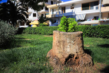New Grows Tree From Old Tree Stumps