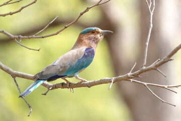 Wall Mural - India, Madhya Pradesh, Bandhavgarh National Park. Portrait of an Indian roller.