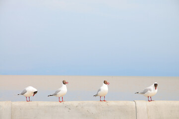 Wall Mural - Black-headed Gulls on a Rail