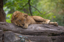 A Lazy Female Lion Sleeping On A Rock Under The Tree.