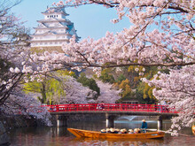 Himeji Castle And Red Bridge In Springtime, Japan
