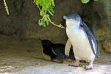 Perth, Western Australia - September 2010: A Sleepy Penguin At Perth Zoo
