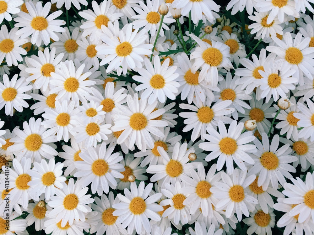 Full Frame Shot Of Yellow Flowers - obrazy, fototapety, plakaty 