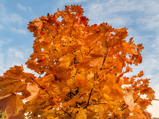 autumn scarlet leaves of maple tree crown against blue sky