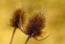 Close-up Of Dried Thistle