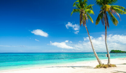 Poster - panoramic tropical beach with coconut palm