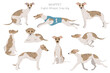 Whippet clipart. Different poses, coat colors set.
