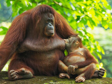 Orangutan Breast Feeding Infant In Zoo