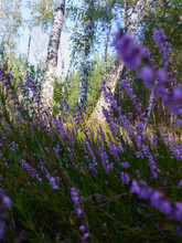 Blooming Wild Purple Common Heather (Calluna Vulgaris). Nature, Floral, Flowers Background.