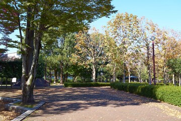 Wall Mural - 衹園原公園　秋