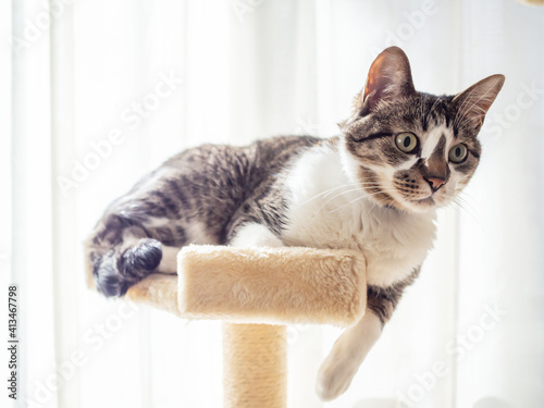 猫 アドビストックのデザイン かべいろ Com おしゃれ壁紙リフォーム貼り替え インクジェット壁紙のかべいろ Com