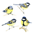 Tit Birds Watercolor Hand Painted Illustration Set isolated on white background
