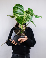 Sticker - Vertical shot of a female holding a Syngonium potted plant near a white wall