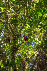 Quetzal beautiful exotic tropic bird with green forest in background. Magnificent sacred green and red bird. Costa Rica, Central America.