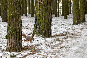 Wall Mural - forest