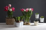 Fototapeta Tulipany - Beautiful tulips with bulbs on white wooden table