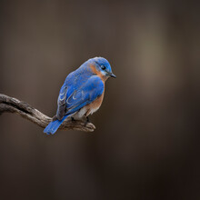 Bluebird On Branch