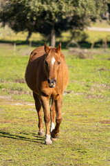 Wall Mural - Brown horse walking towards the photographer in the countryside during a sunny morning.