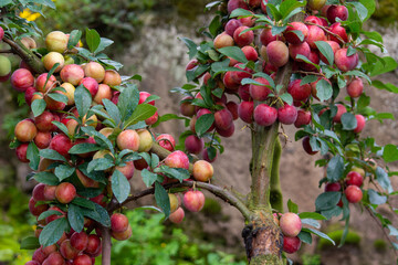 apples on tree