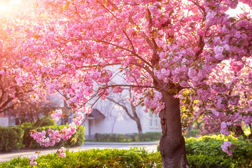 Sunny street of the old European cozy town during japanese cherry or sakura tree blossom, beautiful spring cityscape, outdoor travel background, Uzhhorod, Ukraine