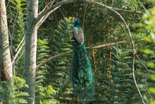 Beautiful Male Wild Peacock Sitting In Jungle On A Branch