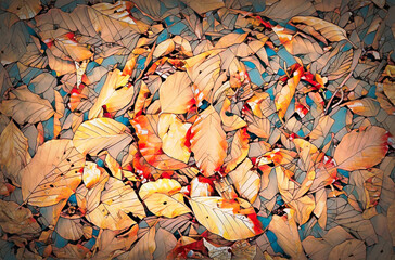 Poster - Red and Orange Autumn Leaves, color background.