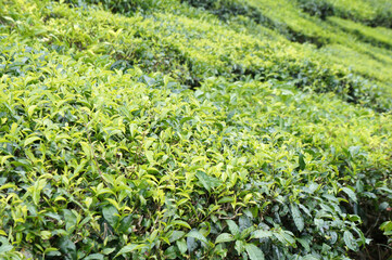 Wall Mural - Tea Valley at Cameron Highland, Malaysia. In addition to being the largest tea producers in Malaysia, it is also a popular tourist destination in Malaysia.