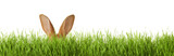 Fototapeta  - Cute Easter bunny hiding in green grass on white background